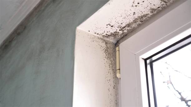 Best Mold Removal Process  in Mckinney, TX