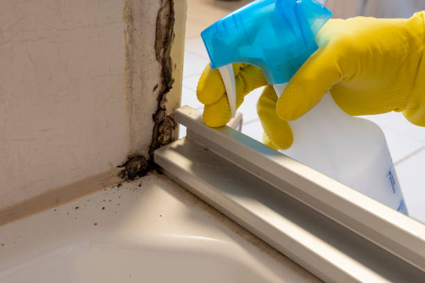 Mold Removal Process in Mckinney, TX