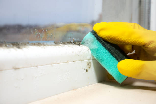 Best Mold Remediation  in Mckinney, TX