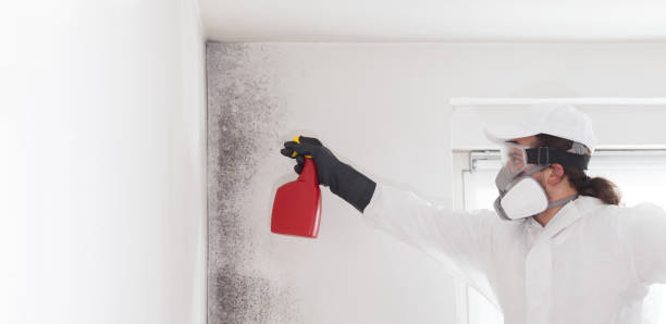 Best Residential Mold Removal  in Mckinney, TX