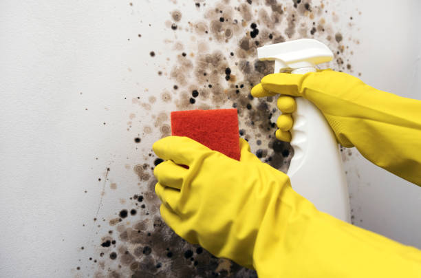 Best Mold Remediation  in Mckinney, TX