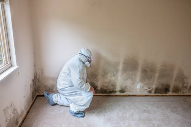 Best Residential Mold Removal  in Mckinney, TX