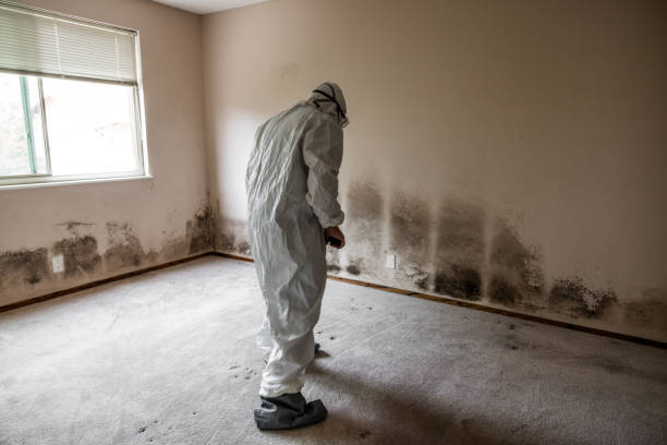 Best Best Mold Removal Companies  in Mckinney, TX