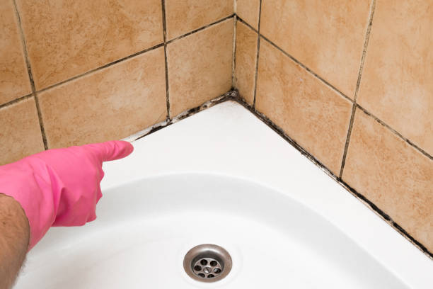 Best Mold Removal Company Near Me  in Mckinney, TX